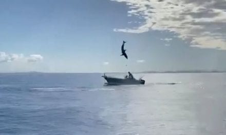 Hooked Mako Shark Leaps, Nearly Ends Up in Another Boat