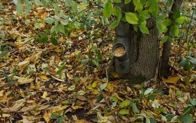 How to Make a Poor Man’s Deer Feeder