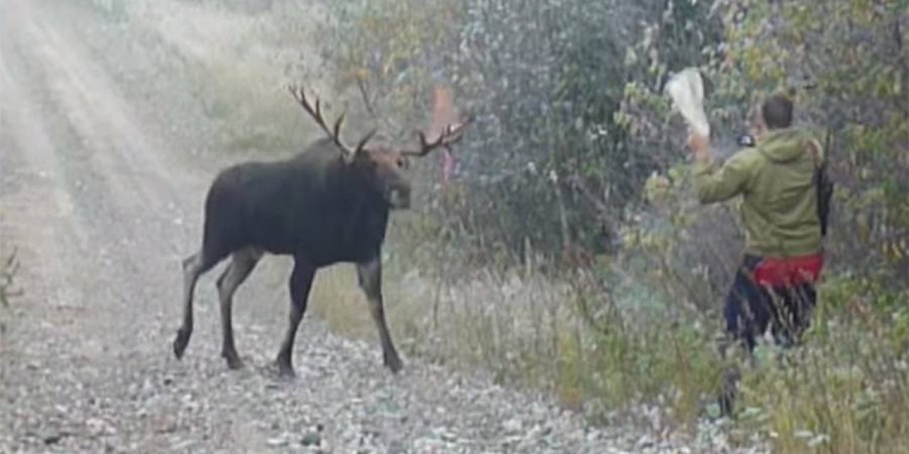 Hunter Counts His Lucky Stars After Large Bull Moose Charges
