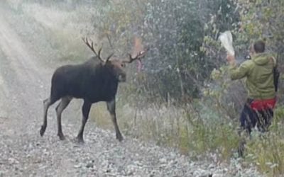 Hunter Counts His Lucky Stars After Large Bull Moose Charges