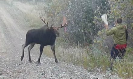 Hunter Counts His Lucky Stars After Large Bull Moose Charges