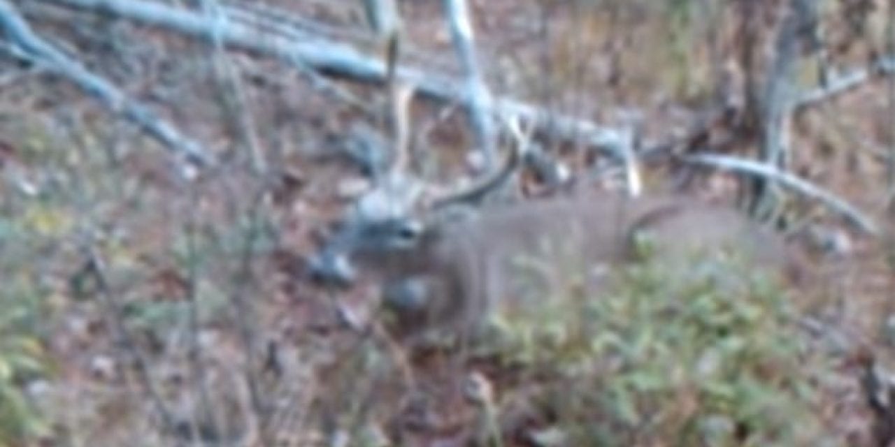 Hunter Walks Right Up to Buck and Shoots