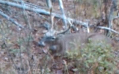 Hunter Walks Right Up to Buck and Shoots