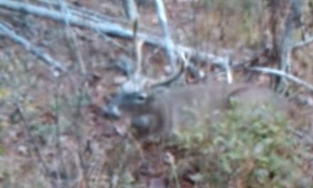 Hunter Walks Right Up to Buck and Shoots