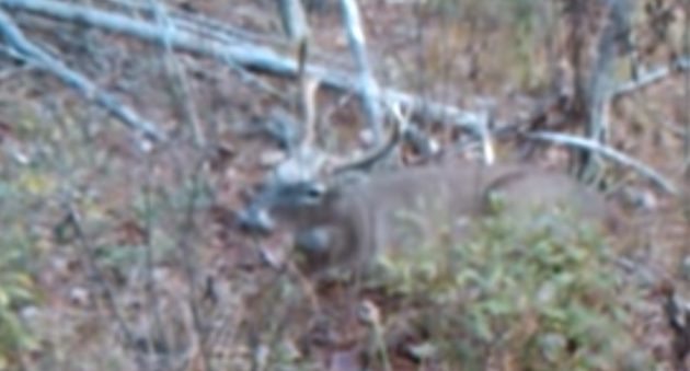 buck kill up close