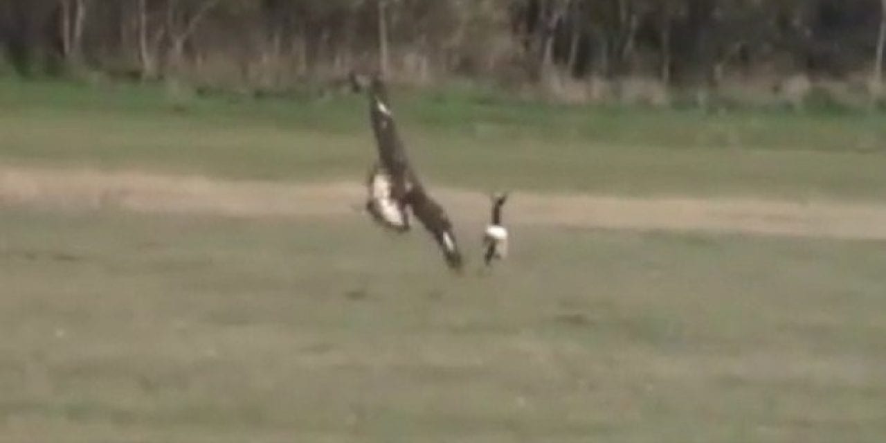Hunting Deer With Eagles is a Real Thing in Hungary