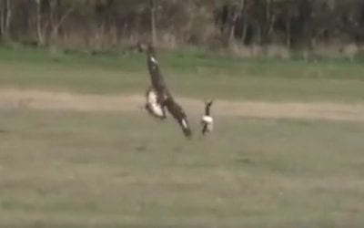 Hunting Deer With Eagles is a Real Thing in Hungary