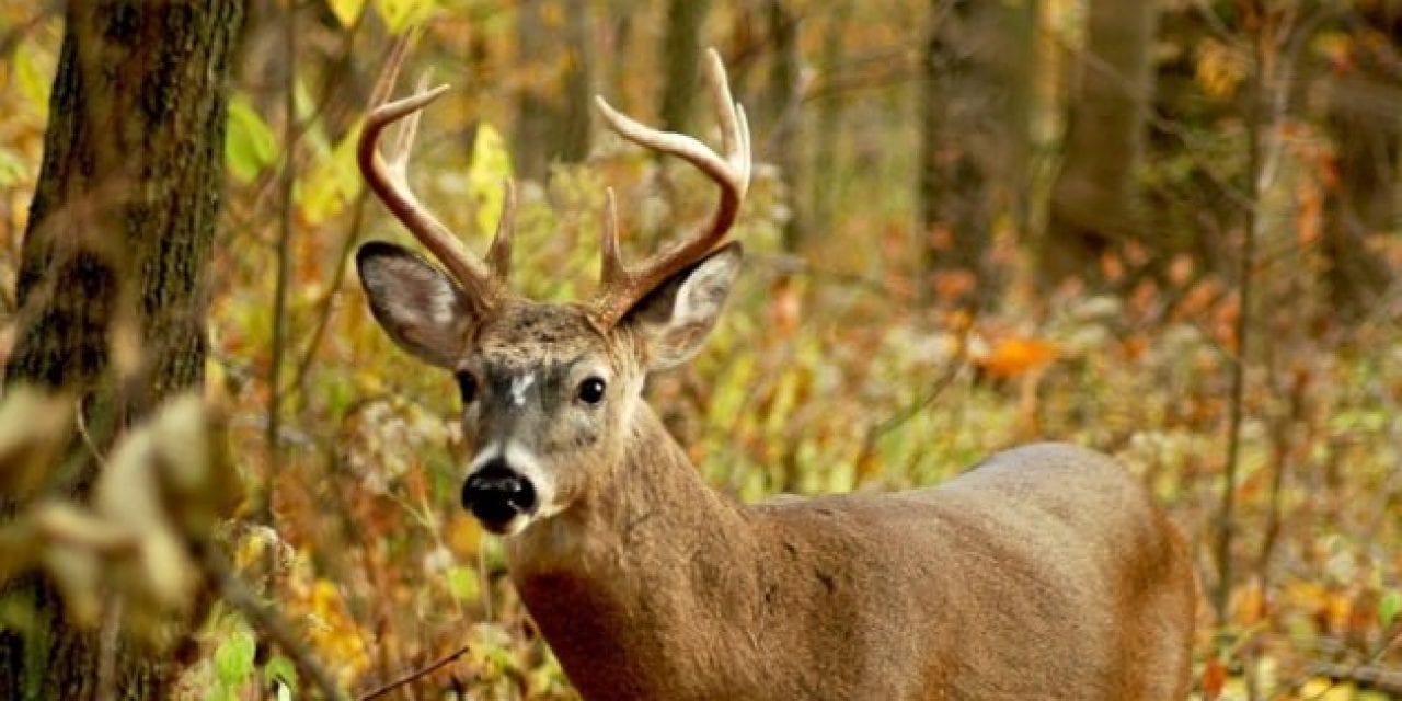 Indiana Deer Hunting: An Underrated State to Bag a Big Buck