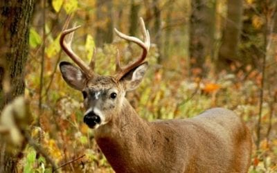 Indiana Deer Hunting: An Underrated State to Bag a Big Buck