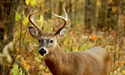 Indiana Deer Hunting: An Underrated State to Bag a Big Buck