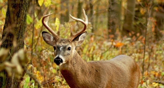 Indiana Deer Hunting