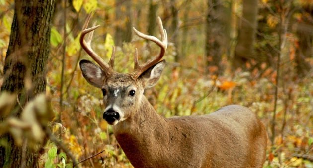 Indiana Deer Hunting: An Underrated State to Bag a Big Buck ⋆ Outdoor