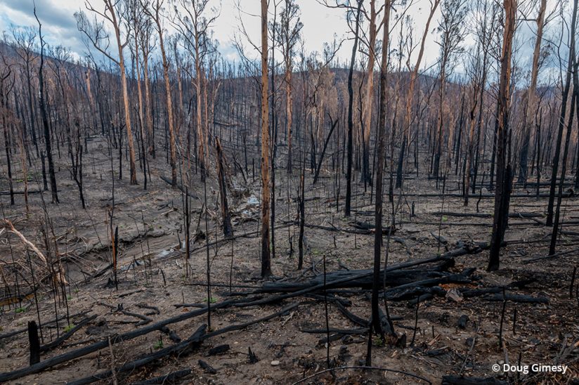 disaster photography example of brushfire devastation