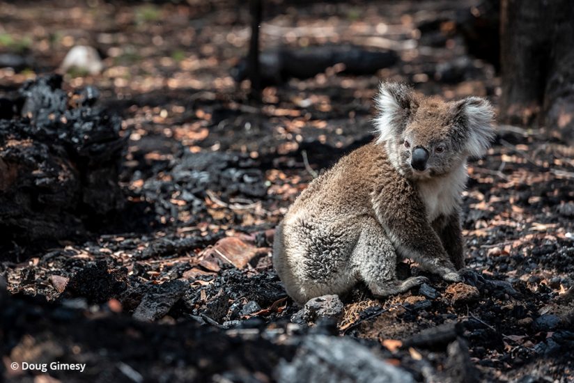 koala rescue photos: image of a koala in a destroyed habitat before rescue