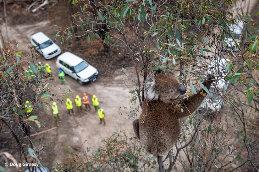 koala rescue photos: koala stranded in a tree