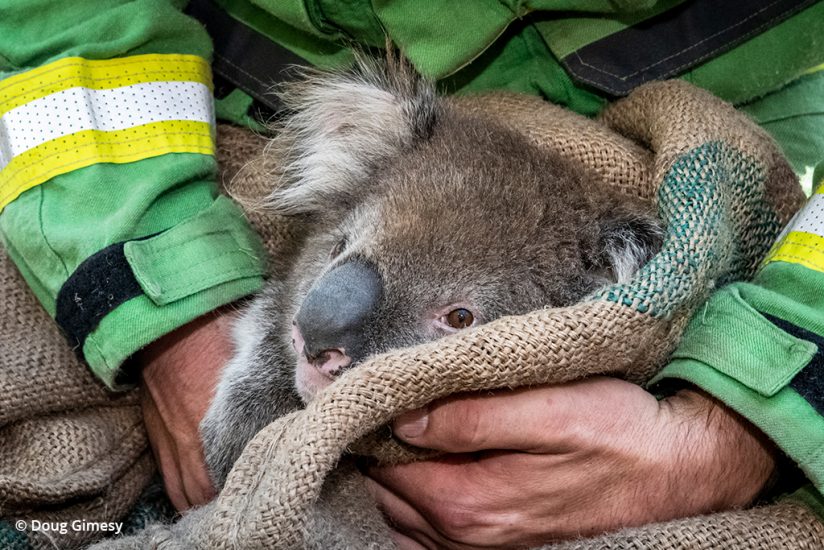 koala rescue photos: a koala is given a preliminary health check