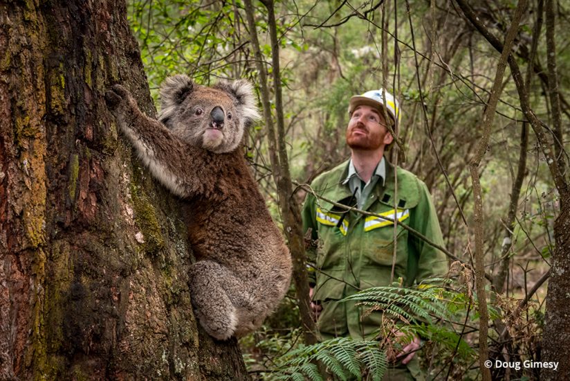 Koala rescue photo of a koala being returned to habitat