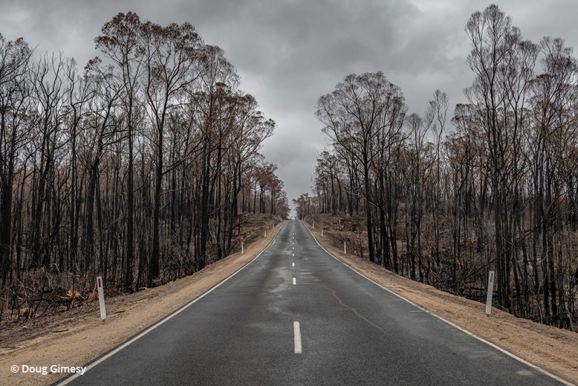 koala rescue photos: burnt trees in Australia 