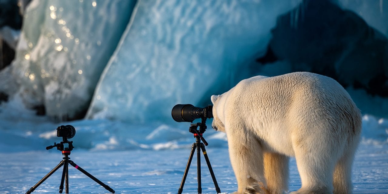 Last Frame: Polar Bear Learning Photography