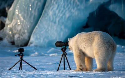 Last Frame: Polar Bear Learning Photography