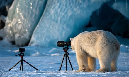 Last Frame: Polar Bear Learning Photography