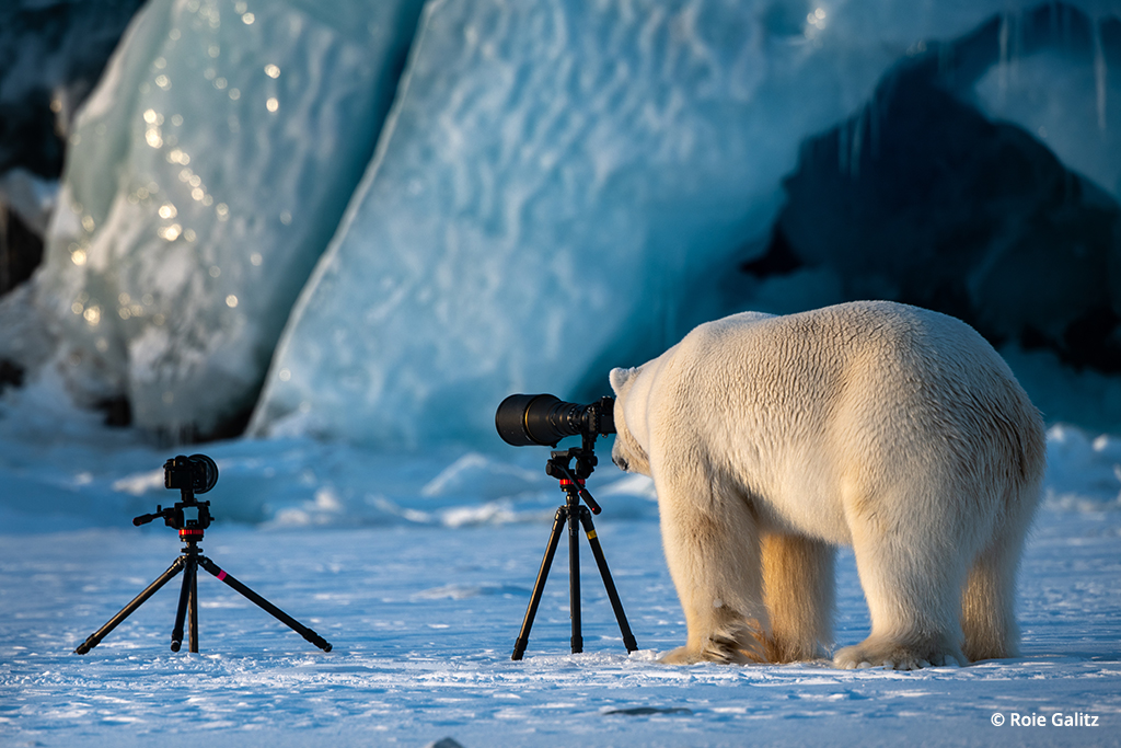 Polar Bear Learning Photography