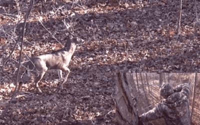 Looking Back on the 17-Point Buck Taken With a Bow in New York