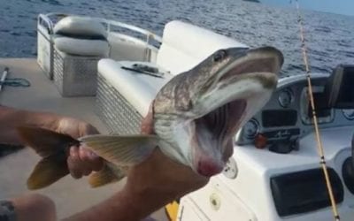 Looking Back on the Two-Mouthed Fish Caught in New York