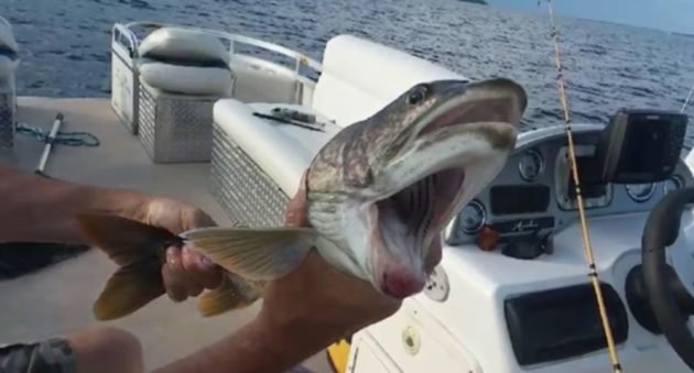 fish with two mouths