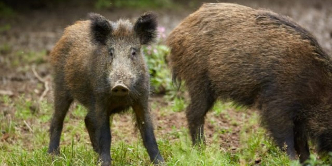 Louisiana Regulation Change Allows Hog Hunting at Night
