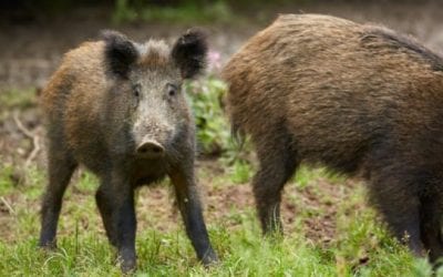 Louisiana Regulation Change Allows Hog Hunting at Night