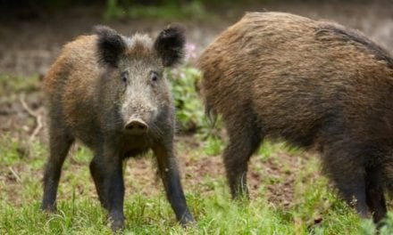 Louisiana Regulation Change Allows Hog Hunting at Night