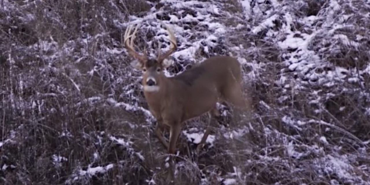 Michael Waddell’s Arrow Harmlessly Bounces Off Boone & Crockett Class Buck in Heartbreaking Footage