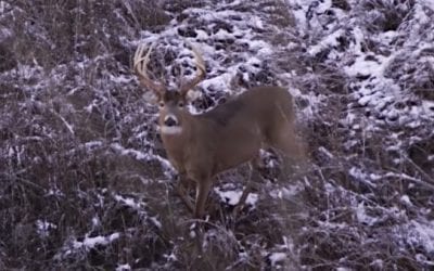 Michael Waddell’s Arrow Harmlessly Bounces Off Boone & Crockett Class Buck in Heartbreaking Footage
