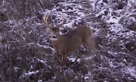 Michael Waddell’s Arrow Harmlessly Bounces Off Boone & Crockett Class Buck in Heartbreaking Footage