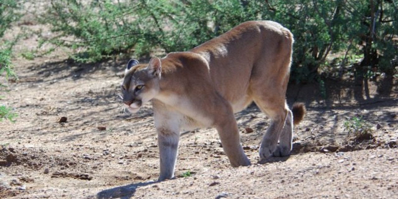 Morning Commuter Gets Footage of Cougar Taking Down Mule Deer