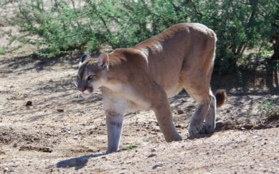 Morning Commuter Gets Footage of Cougar Taking Down Mule Deer