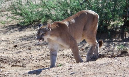 Morning Commuter Gets Footage of Cougar Taking Down Mule Deer