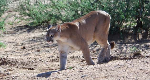 mountain lion