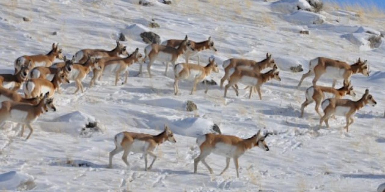 Oregon Man Charged After Poaching 6 Pronghorn Antelope With His Truck