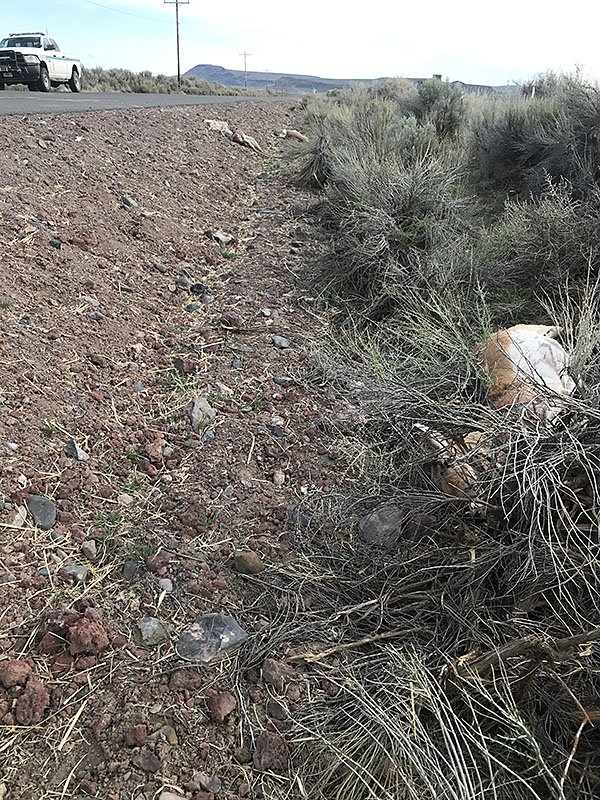 Pronghorn Antelope