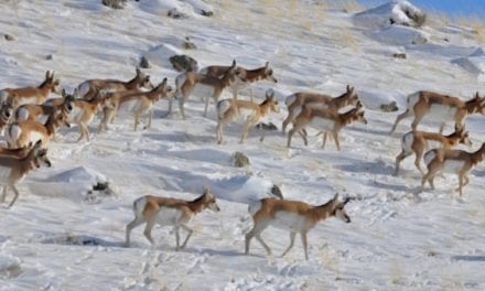 Oregon Man Charged After Poaching 6 Pronghorn Antelope With His Truck