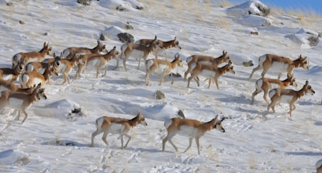 Pronghorn Antelope