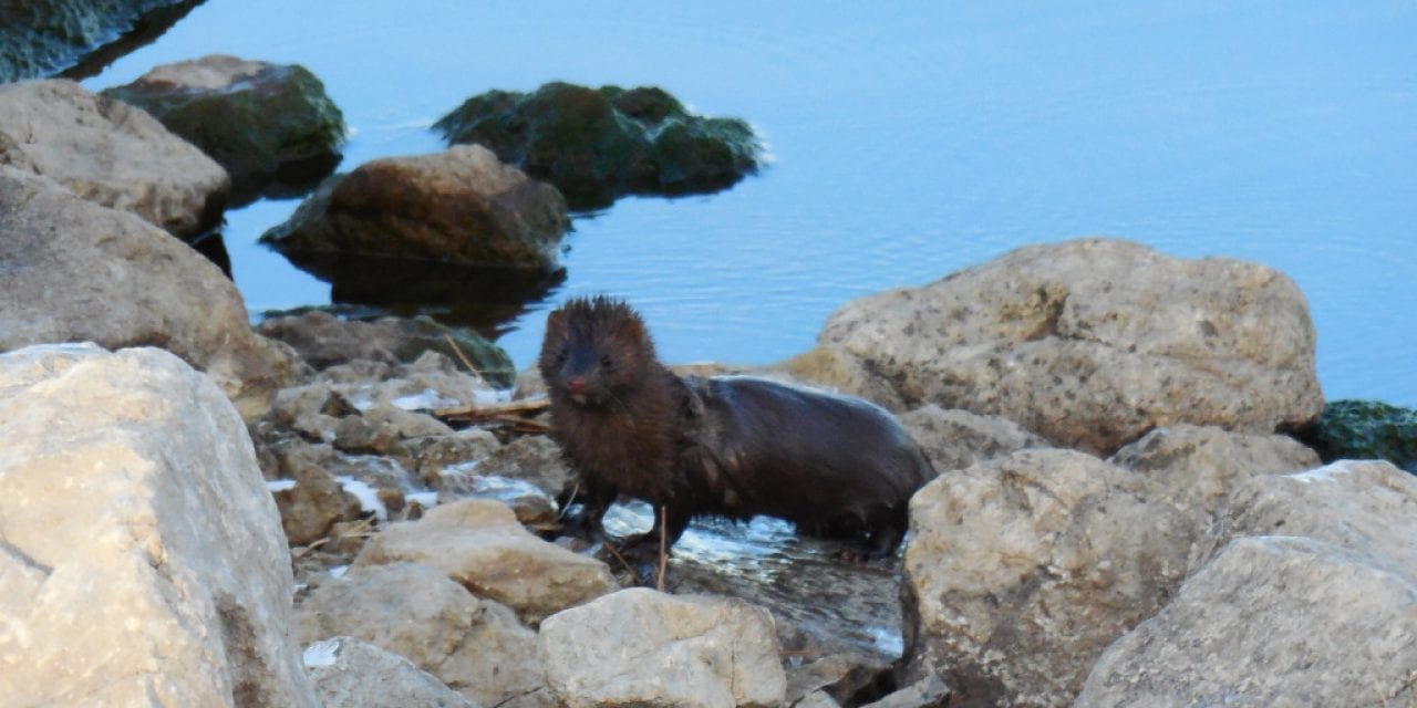 Otters