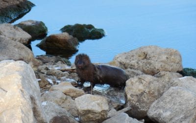 Otters