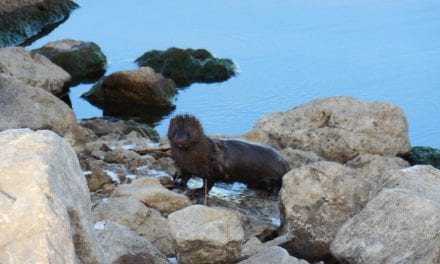 Otters