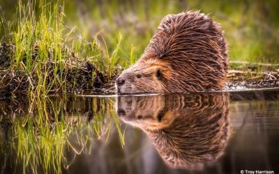 Photo Of The Day By Troy Harrison