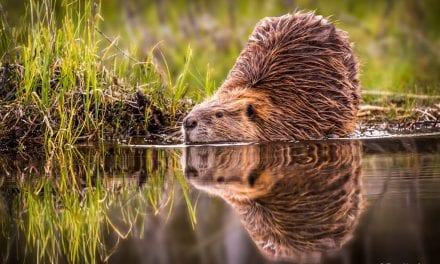 Photo Of The Day By Troy Harrison