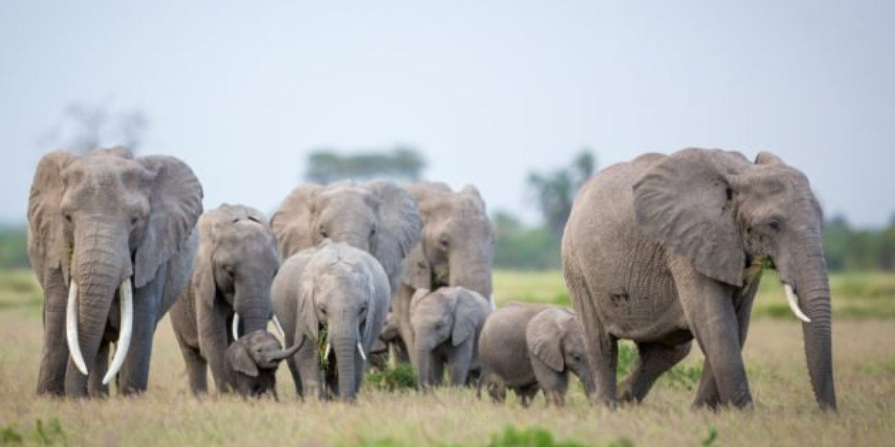Poacher Who Killed Over 500 Elephants Gets 30 Years in Congo’s First Wildlife Trafficker Conviction
