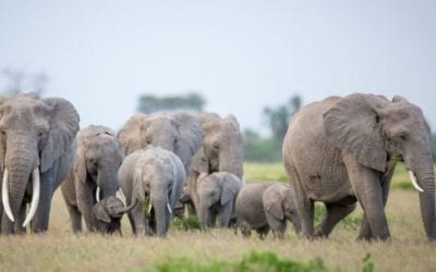 Poacher Who Killed Over 500 Elephants Gets 30 Years in Congo’s First Wildlife Trafficker Conviction